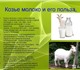 Продам молоко козье, излишки домашнего х