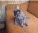 Фото в Домашние животные Отдам даром Добрые котята ,любят по играться ,приученные в Тамбове 0