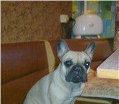 Фотография в Домашние животные Вязка собак Французского бульдога палевого окраса. Ждем в Кургане 0
