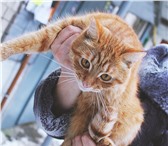 Изображение в Домашние животные Потерянные Найден рыжий кот на ул. Шишкова. Очень красивый, в Нижнем Новгороде 0
