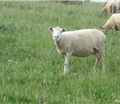 Фото в Домашние животные Другие животные Овцы породы Северо Кавказская мясо шёрстная в Отрадное 0