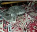 Foto в Домашние животные Найденные Кошка 7-8 месяцев, нашли на улице. Ласковая, в Тюмени 0