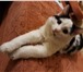 Фото в Домашние животные Отдам даром Общительный котик с шелковой чуть-пушистой в Барнауле 10