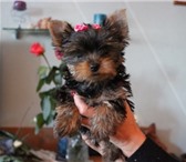 Щенки йоркширского терьера 2046820 Йоркширский терьер фото в Минске