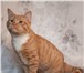Фотография в Домашние животные Отдам даром Ищем заботливые и добрые руки для котика в Москве 0