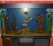 Foto в Домашние животные Рыбки Изготовление аквариумов,  крышек по вашим в Белорецке 0