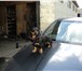 Изображение в Домашние животные Вязка собак Молодой, черненький, игривый кобелек Такса. в Владивостоке 0