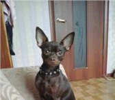 Фотография в Домашние животные Вязка собак Шоколадный кобель той терьера приглашает в Ижевске 0