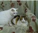 Foto в Домашние животные Услуги для животных Предлагаю услуги по домашней передержке кошек. в Москве 200