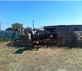 Фотография в Домашние животные Другие животные Продаётся бык на племя (цыган) в Урюпинск 0