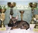 Продаются щенки русского тоя , без документов , возраст 3 месяца, окрас рыжий с чернью (олений), м 64987  фото в Челябинске
