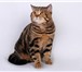 Фотография в Домашние животные Вязка Шотландский короткошерстный кот Томатин черно-мраморного в Москве 3 000
