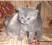 Шотландские котята редких окрасов 1748339 Скоттиш фолд короткошерстная фото в Барнауле