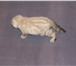 Продажа котят 3662462 Скоттиш фолд короткошерстная фото в Твери