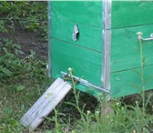 Фото в Хобби и увлечения Разное Продаются перезимованные пчелосемьи в колличестве в Уфе 7 000