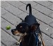 Изображение в Домашние животные Вязка собак Опытный той-терьер ищет девочку для вязки. в Великом Новгороде 0