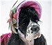 Изображение в Домашние животные Услуги для животных Прдаются щенки американского кокера спаниеляОкрас в Череповецке 15 000