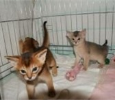 Фелинологический питомник «Zolushka» предлагает абиссинских котят дикого и голубого окраса, от пр 68824  фото в Москве