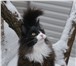 Продам котенка породы Норвежская Лесная 351757 Норвежская лесная фото в Новосибирске