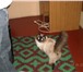 Foto в Домашние животные Вязка Кот породы "священная бирма" (без родословной), в Оренбурге 500