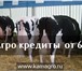 Фотография в Домашние животные Другие животные В продаже КРС молочных пород, черно пестрая в Москве 169