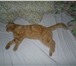 Фотография в Домашние животные Вязка Предлагаю для вязки кота породы шотландский в Новокузнецке 0