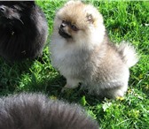 Померанский шпиц 2269856 Померанский шпиц фото в Екатеринбурге