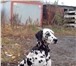 Изображение в Домашние животные Вязка собак мальчик 3 года в Белгороде 3 500