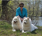 Щенки самоедской собаки 1176770 Самоедская лайка фото в Хабаровске
