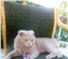 Изображение в Домашние животные Вязка Опытный Шотландский вислоухий котик,цвет в Старом Осколе 1 000