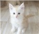 Котята Мейн-куны. Дата рождения 15.05.20