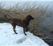 Продаю собаку редкой породы - Чесапик Бей Ретривер, Девочка, 2, 5 года, Отличный экстерьер, Готова 65638  фото в Нижнем Новгороде