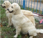 Фотография в Домашние животные Вязка собак Питомник Армальд предлагает кобеля на вязку в Москве 12 000