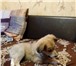 Щенок срочно ищет дом 3384006 Колли фото в Саратове