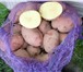 Фотография в Прочее,  разное Разное Продажа свежего продовольственного картофеля в Екатеринбурге 10