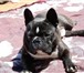 Фотография в Домашние животные Вязка собак Французский бульдожка ищет подружку для случки. в Хабаровске 0