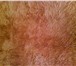 Фото в Мебель и интерьер Ковры, ковровые покрытия продам ковер-кошму, шерсть, цвет бежевый, в Новороссийске 8 000
