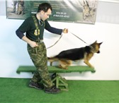 Фотография в Домашние животные Услуги для животных ваша собака чересчур активна и вы не знаете в Санкт-Петербурге 950