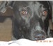 Изображение в Домашние животные Вязка собак Чёрная королевская такса,кабель,год и 7 месяцев,гладкошерстный,все в Краснодаре 0