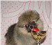 Фотография в Домашние животные Вязка собак Миниатюрный шпиц Браен Лоуренс Супер Стар в Самаре 20 000