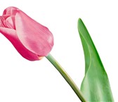 Фото в Домашние животные Растения Тюльпаны с доставкой до вашего дома, офиса. в Красноярске 60