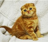 Шотландские котятки фолды и страйты от родителей чемпионов 313667 Скоттиш фолд короткошерстная фото в Тюмени