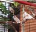 Изображение в Домашние животные Птички Продаются зебровые амадины 5 месяцев, можно в Нижневартовске 400