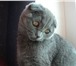 Фото в Домашние животные Вязка Молодая,британская вислоухая кошечка ищет в Невинномысске 0