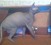 Изображение в Домашние животные Вязка Титулованный, клубный кот с отличной родословной.все в Хабаровске 3 000