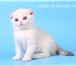 Питомник шотландских кошек Primavera предлагает вислоухих котят: колор пойнт (блю пойнт, блю сильв 68932  фото в Москве