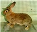 Фото в Домашние животные Другие животные Продам кроликов крупных пород. Все кролики в Красноярске 1 000