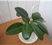 Изображение в Домашние животные Растения Продам здоровые молодые растения фикусы Бенджамина в Москве 250