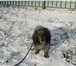 Foto в Домашние животные Услуги для животных Предлагается домашняя передержка для некрупной в Москве 350