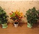Интерьерные растения, для квартир и офис